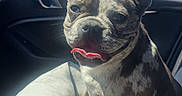 Vanille a rejoint le concours — aidez-le/la à gagner de superbes lots ! dog, french_bulldog, brindle, tongue_out, car_interior, dog_bed, window, side_mirror, sunny, blue_sky, pet, cute, sitting, domestic_animal, companion_animal, canine, daytime, vehicle, leisure, happy