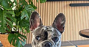 Vanille participe au concours pour gagner de l'argent avec cette photo : animal, brindle, canine, companion, curious, cute, dog, domestic, ears, face, french_bulldog, house, indoor, leafy_plant, pet, plant, rug, table, tile_floor, wood_paneling