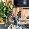 Vanille participe au concours pour gagner de l'argent avec cette photo : dog, french_bulldog, brindle, pet, indoor, plant, leafy_plant, tile_floor, rug, table, wood_paneling, ears, face, curious, animal, companion, cute, domestic, canine, house