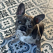 Vanille participe au concours pour gagner de l'argent avec cette photo : dog, french_bulldog, brindle, pacifier, floor, tile_floor, patterned_tiles, pet, cute, sitting, looking_up, indoors, animal, companion, small_dog, ears_up, adorable, domestic_animal, playful, portrait