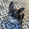 dog, french_bulldog, brindle, pacifier, floor, tile_floor, patterned_tiles, pet, cute, sitting, looking_up, indoors, animal, companion, small_dog, ears_up, adorable, domestic_animal, playful, portrait
