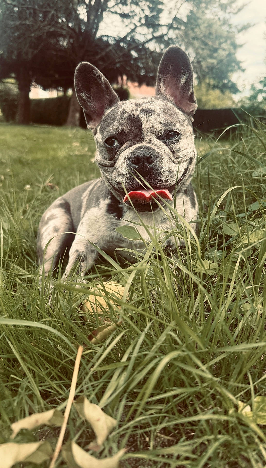 Vanille