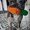 dog, french_bulldog, toy, plush_toy, carrot, indoor, floor, patterned_tiles, pet, animal, brindle, cute, playful, looking_up, ears_up, small_dog, houseplant, home_interior, tile_floor, standing