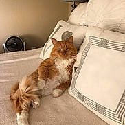 Papas is registered to the contest to win money with this photo: cat, orange_cat, white_cat, fluffy, bed, pillows, indoor, relaxed, feline, pet, comfortable, fur, resting, cozy, home, domestic, animal, cute, sleepy, living_room
