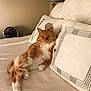 cat, orange_cat, white_cat, fluffy, bed, pillows, indoor, relaxed, feline, pet, comfortable, fur, resting, cozy, home, domestic, animal, cute, sleepy, living_room