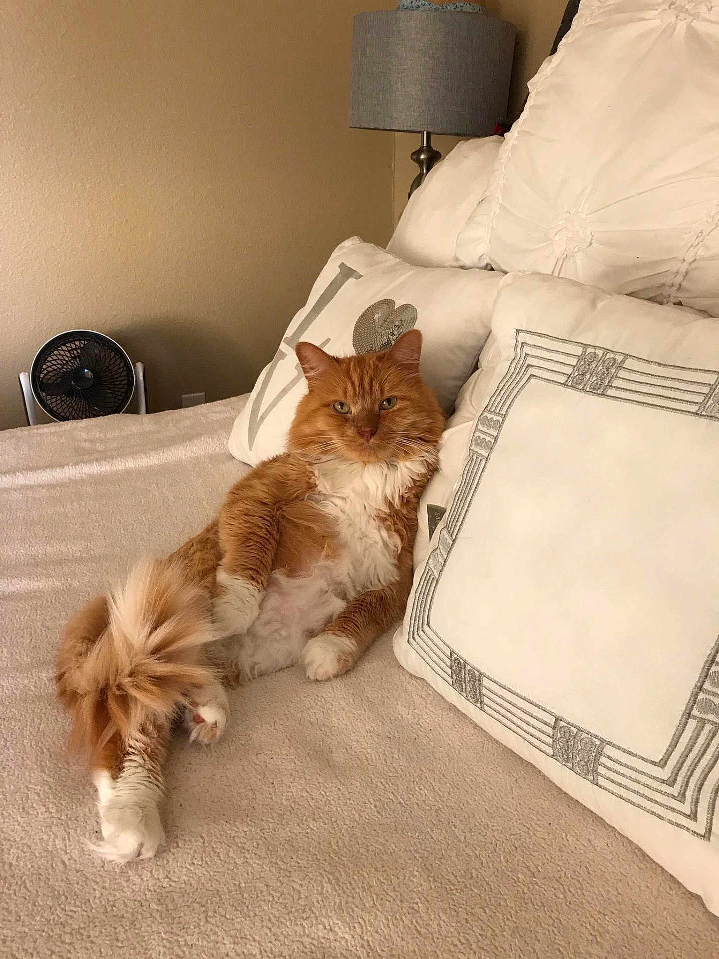 Papas is registered to the contest to win money with this photo: cat, orange_cat, white_cat, fluffy, bed, pillows, indoor, relaxed, feline, pet, comfortable, fur, resting, cozy, home, domestic, animal, cute, sleepy, living_room