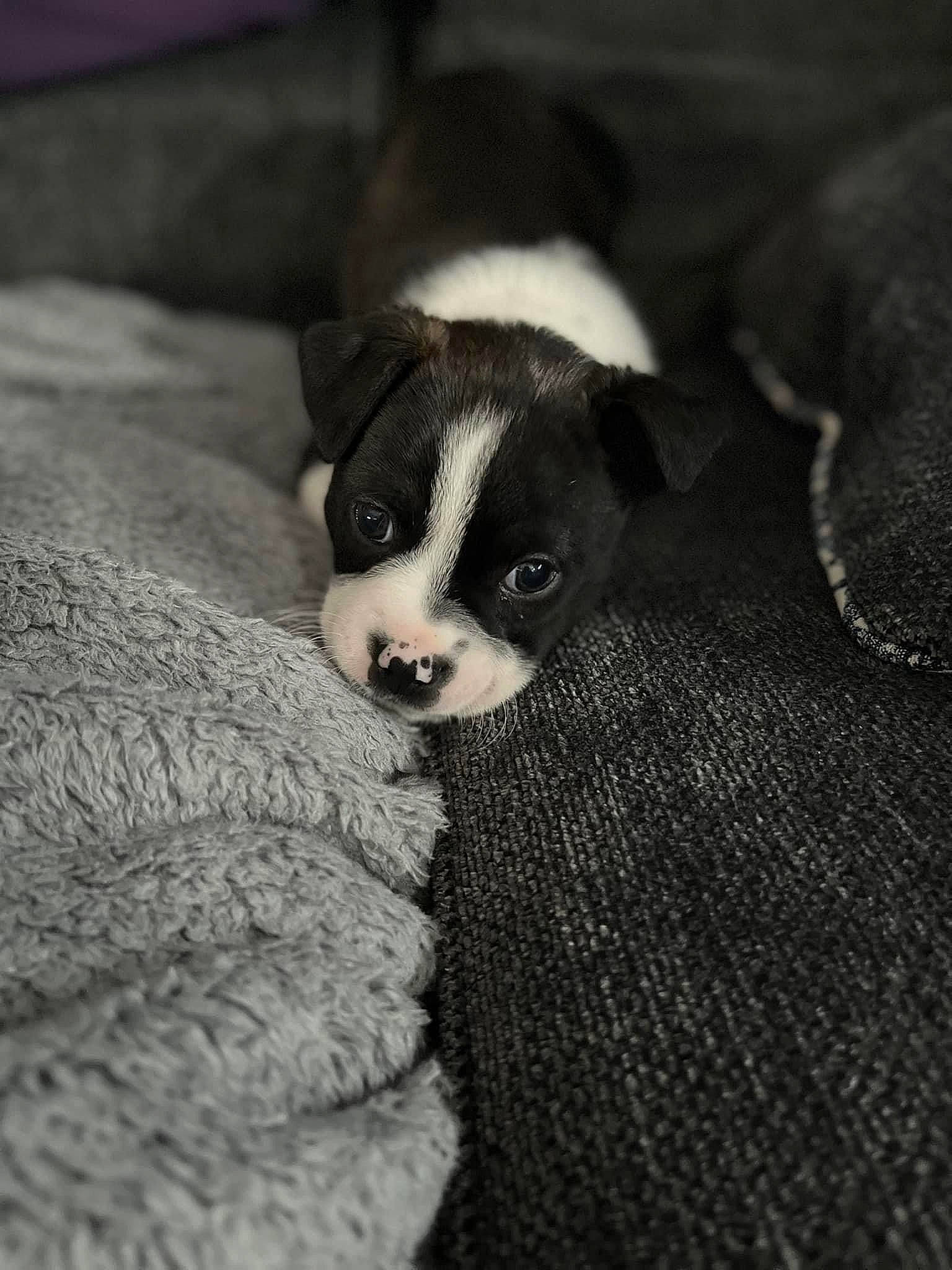 Kane is registered to the contest to win money with this photo: bored, boston_terrier, canidae, carnivore, comfort, companion_dog, darkness, dog, dog_breed, eye, fawn, fur, grey, monochrome_photography, snout, terrestrial_animal, toy_dog, whiskers, wood, working_animal