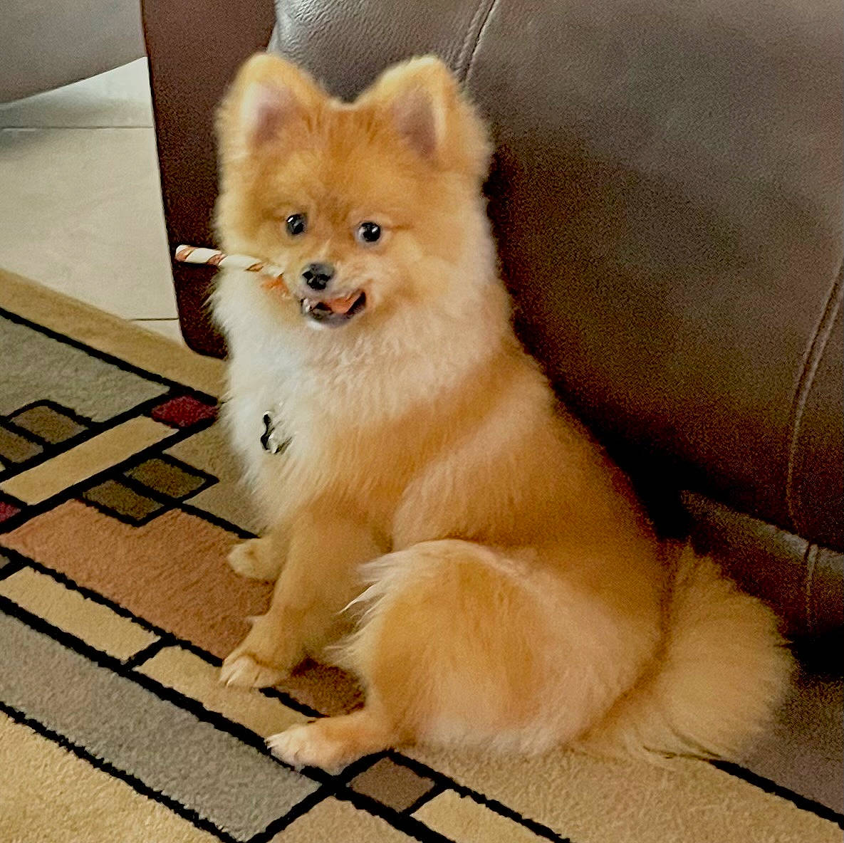 Neeko joined the competition — help win amazing prizes! canidae, carnivore, collar, companion_dog, dog, dog_breed, dog_supply, fawn, flooring, fur, non_sporting_group, road_surface, snout, spitz, sporting_group, tail, terrestrial_animal, toy_dog, whiskers, working_animal