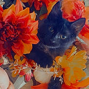 Malakai is registered to the contest to win money with this photo: black_cat, kitten, flowers, orange_flowers, yellow_flowers, pet, cute, indoor, close_up, nature, floral_arrangement, curious, animal, feline, colorful, decor, soft_light, playful, adorable, small
