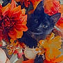 black_cat, kitten, flowers, orange_flowers, yellow_flowers, pet, cute, indoor, close_up, nature, floral_arrangement, curious, animal, feline, colorful, decor, soft_light, playful, adorable, small