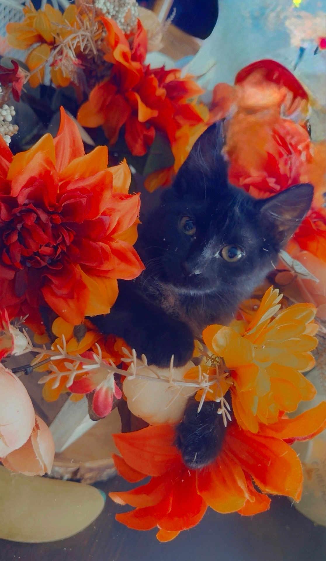 Malakai is registered to the contest to win money with this photo: black_cat, kitten, flowers, orange_flowers, yellow_flowers, pet, cute, indoor, close_up, nature, floral_arrangement, curious, animal, feline, colorful, decor, soft_light, playful, adorable, small