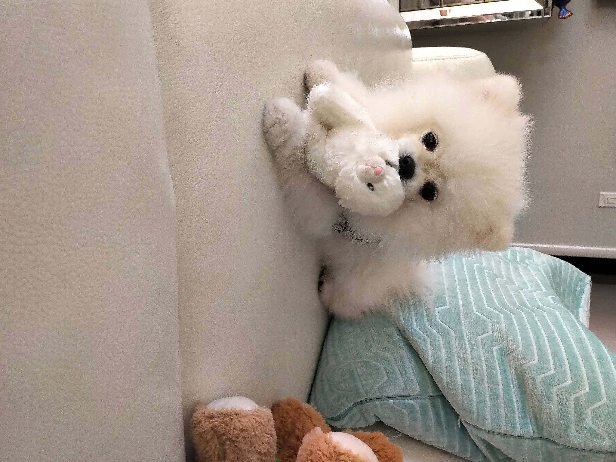 Bijoux is registered to the contest to win money with this photo: baby_toys, bichon, canidae, companion_dog, dog, dog_breed, fur, non_sporting_group, plush, samoyed, spitz, stuffed_toy, teddy_bear, textile, toy, toy_dog, working_animal