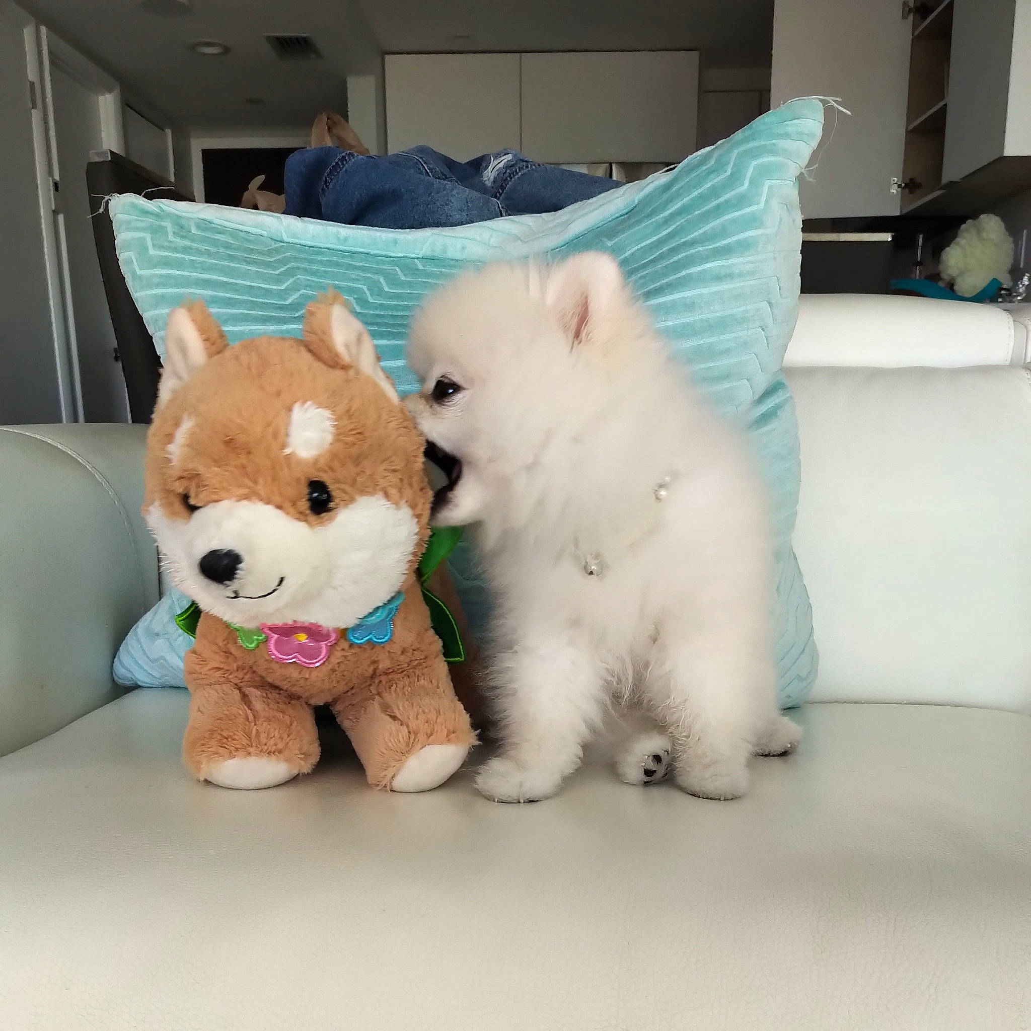 Bijoux is registered to the contest to win money with this photo: animal_figure, aqua, baby_toys, carnivore, couch, felidae, fur, linens, pet_supply, plush, stuffed_toy, teddy_bear, terrestrial_animal, textile, toy, turquoise, vertebrate