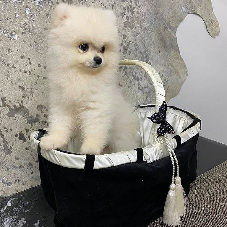 Bijoux is registered to the contest to win money with this photo: ancient_dog_breeds, bichon, canidae, carnivore, companion_dog, dog, dog_breed, non_sporting_group, pet_supply, puppy, snout, spitz, sporting_group, toy_dog, volpino_italiano, working_animal