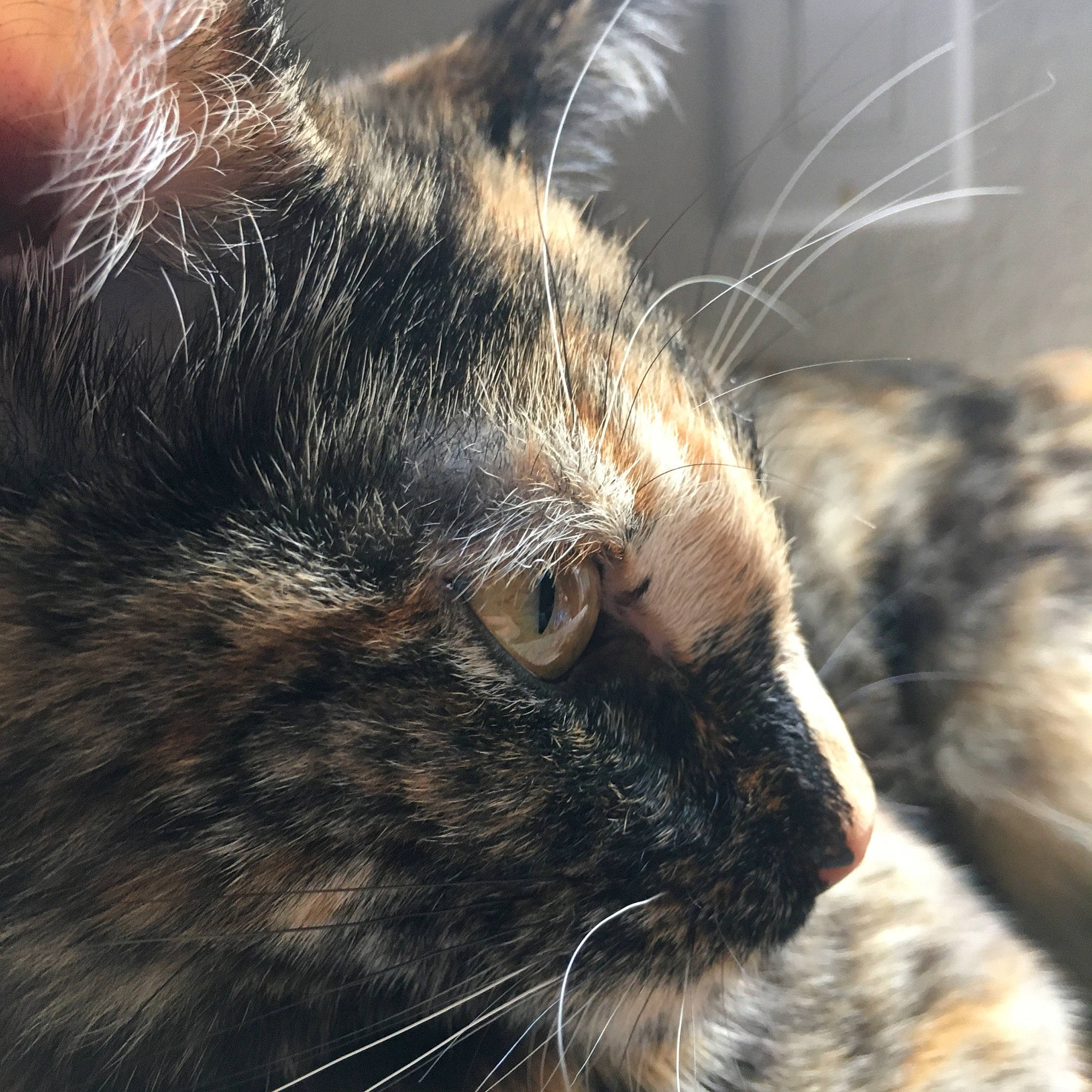 Mully is registered to the contest to win money with this photo: asian, carnivore, cat, claw, close_up, domestic_short_haired_cat, ear, european_shorthair, eye, felidae, fur, german_rex, nose, skin, sky, small_to_medium_sized_cats, snout, tabby_cat, whiskers, wild_cat