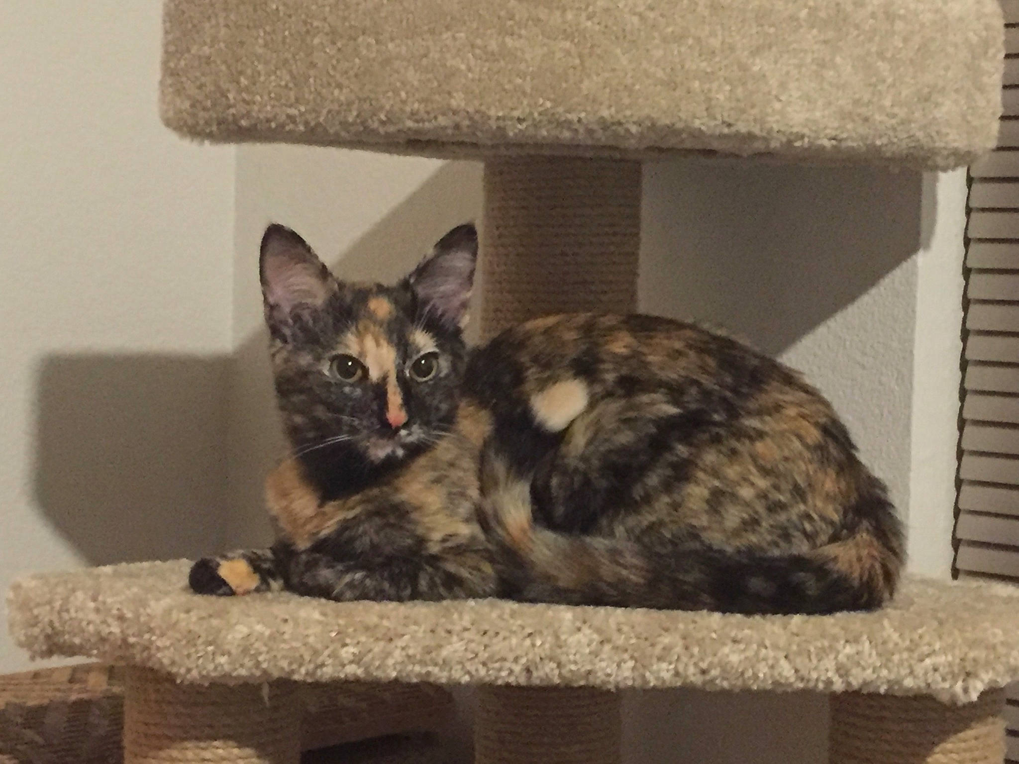 Mully is registered to the contest to win money with this photo: asian, carnivore, cat, cat_bed, domestic_short_haired_cat, dragon_li, european_shorthair, felidae, furniture, kitten, mammal, small_to_medium_sized_cats, tabby_cat, tail, vertebrate, whiskers