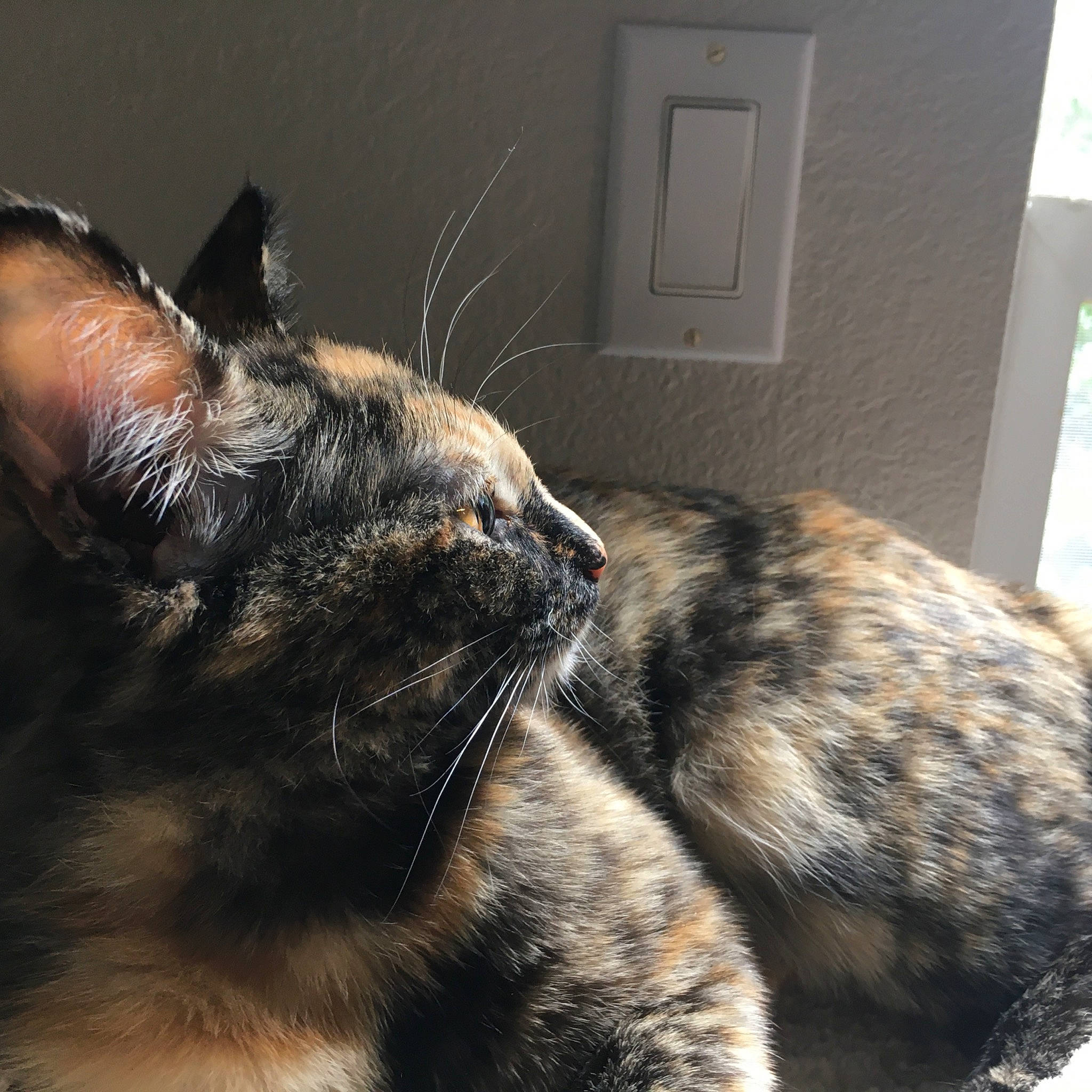 Mully joined the competition — help win amazing prizes! american_shorthair, asian, carnivore, cat, domestic_short_haired_cat, dragon_li, ear, european_shorthair, eye, felidae, fur, kitten, nose, small_to_medium_sized_cats, snout, tabby_cat, tail, whiskers, window