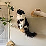Kira a rejoint le concours — aidez-le/la à gagner de superbes lots ! cat, black_and_white, fluffy, perched, wooden_mount, wall, plant, green_leaves, poster, map, indoor, minimalist, cozy, feline, animal, pet, curious, side_view, tail, quiet