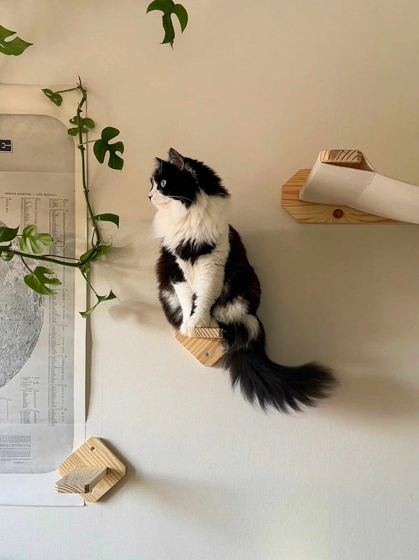 Kira a rejoint le concours — aidez-le/la à gagner de superbes lots ! cat, black_and_white, fluffy, perched, wooden_mount, wall, plant, green_leaves, poster, map, indoor, minimalist, cozy, feline, animal, pet, curious, side_view, tail, quiet