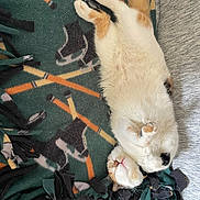 Gizmo is registered to the contest to win money with this photo: cat, calico, sleeping, blanket, furry, cozy, indoor, pet, animal, relaxed, cute, fur, whiskers, paws, resting, home, soft, comfort, nap, cute_animal