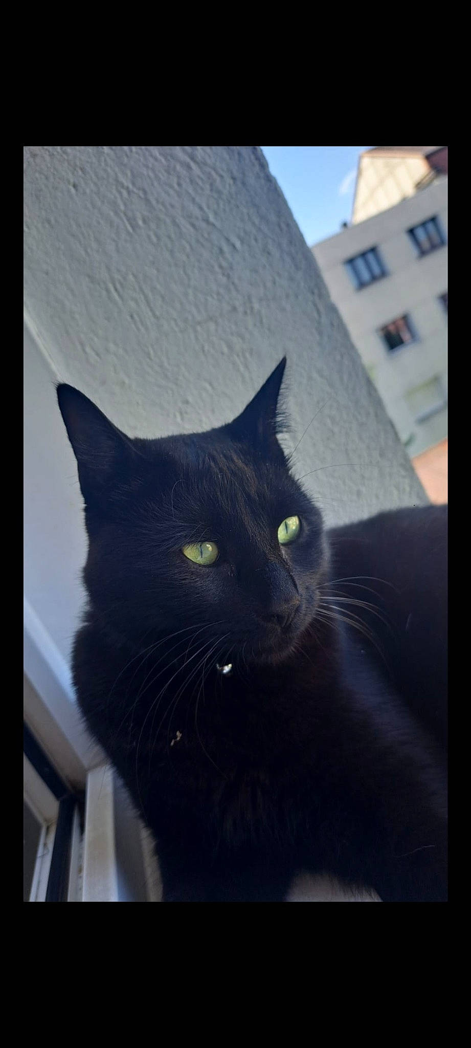 Ariana participe au concours pour gagner de l'argent avec cette photo : black_cat, bombay, carnivore, cat, domestic_short_haired_cat, felidae, fur, grey, small_to_medium_sized_cats, snout, tail, terrestrial_animal, tints_and_shades, tree, whiskers, window