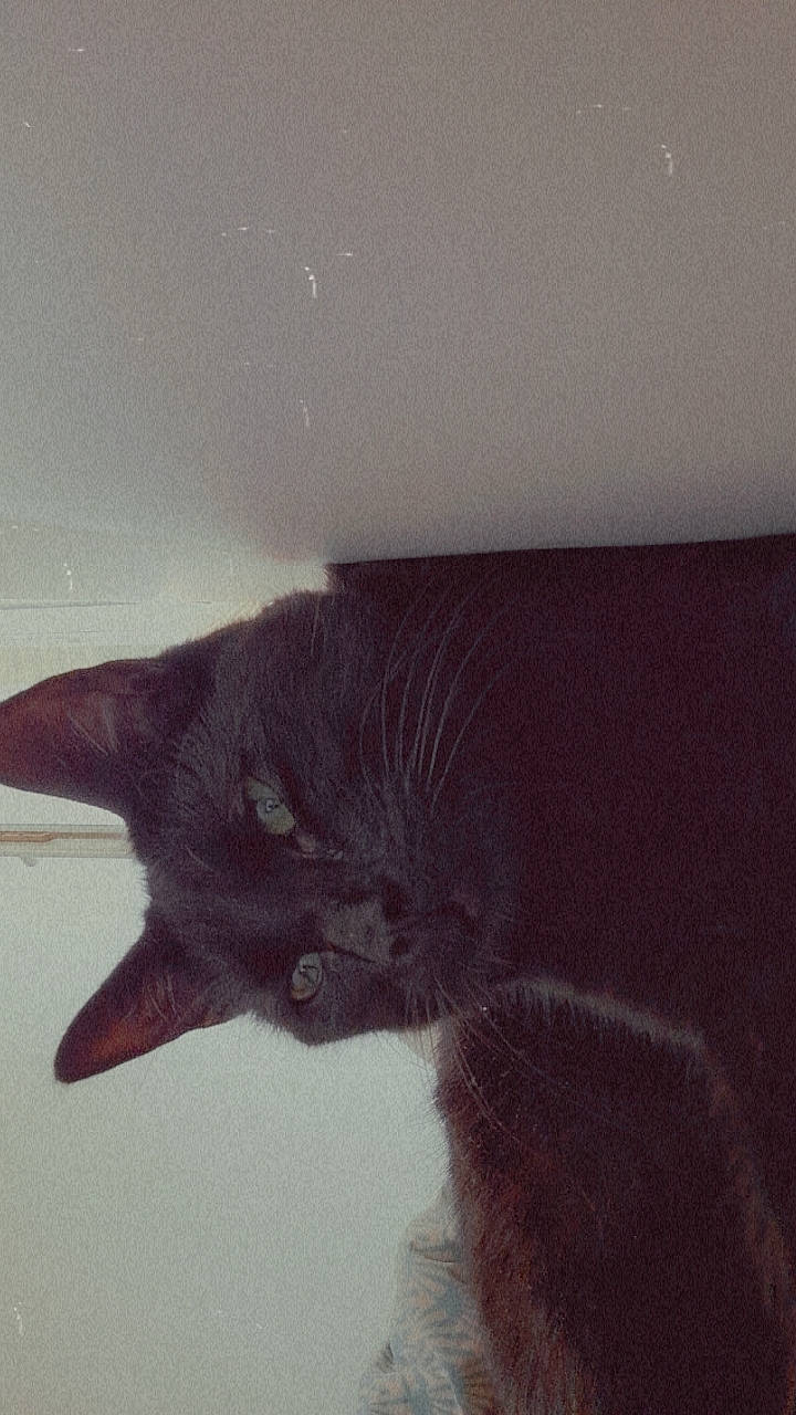 Ariana a rejoint le concours — aidez-le/la à gagner de superbes lots ! black_cat, bombay, carnivore, cat, claw, domestic_short_haired_cat, ear, felidae, fur, monochrome_photography, paw, small_to_medium_sized_cats, tail, tints_and_shades, whiskers, window