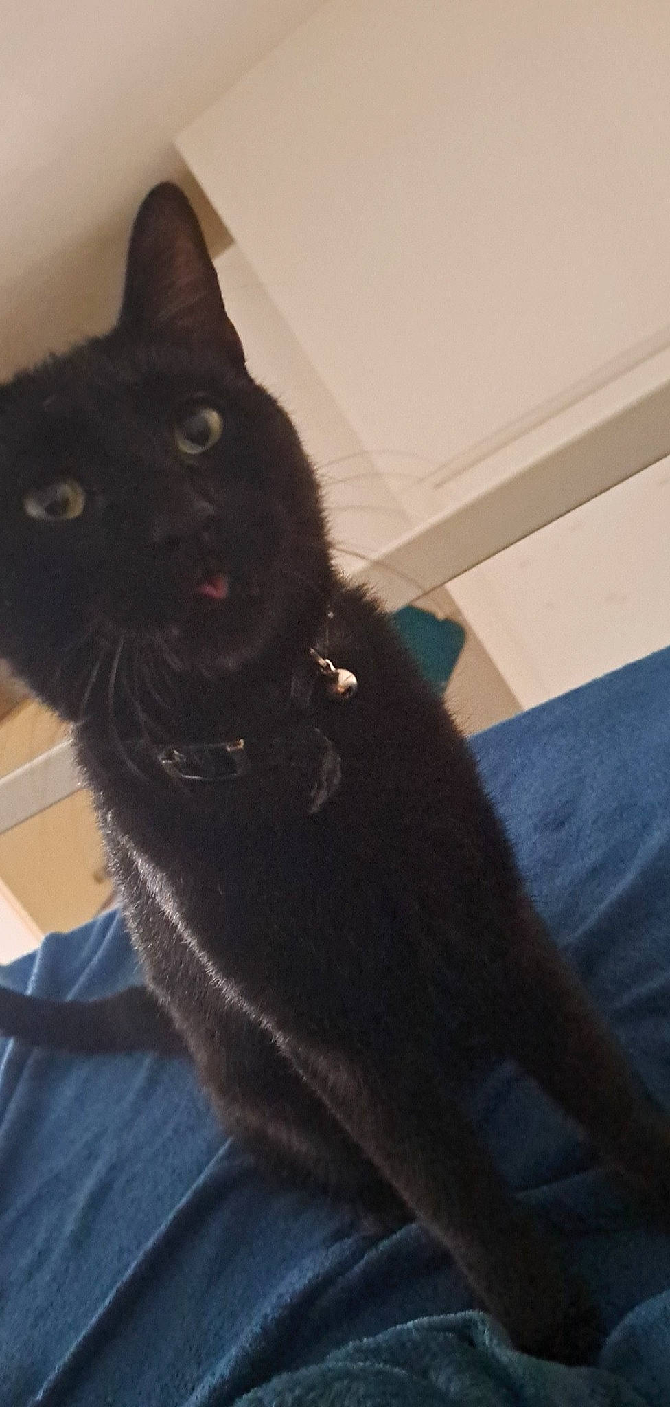 Ariana a rejoint le concours — aidez-le/la à gagner de superbes lots ! black_cat, bombay, carnivore, cat, claw, collar, comfort, domestic_short_haired_cat, ear, electric_blue, felidae, fur, havana_brown, paw, small_to_medium_sized_cats, snout, tail, whiskers