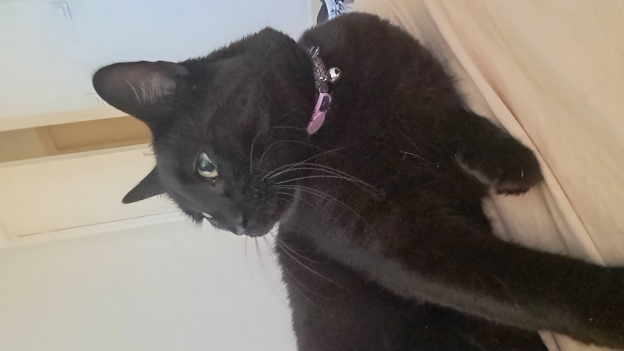 Ariana a rejoint le concours — aidez-le/la à gagner de superbes lots ! black_cat, carnivore, cat, domestic_short_haired_cat, ear, felidae, fur, small_to_medium_sized_cats, snout, tail, terrestrial_animal, whiskers