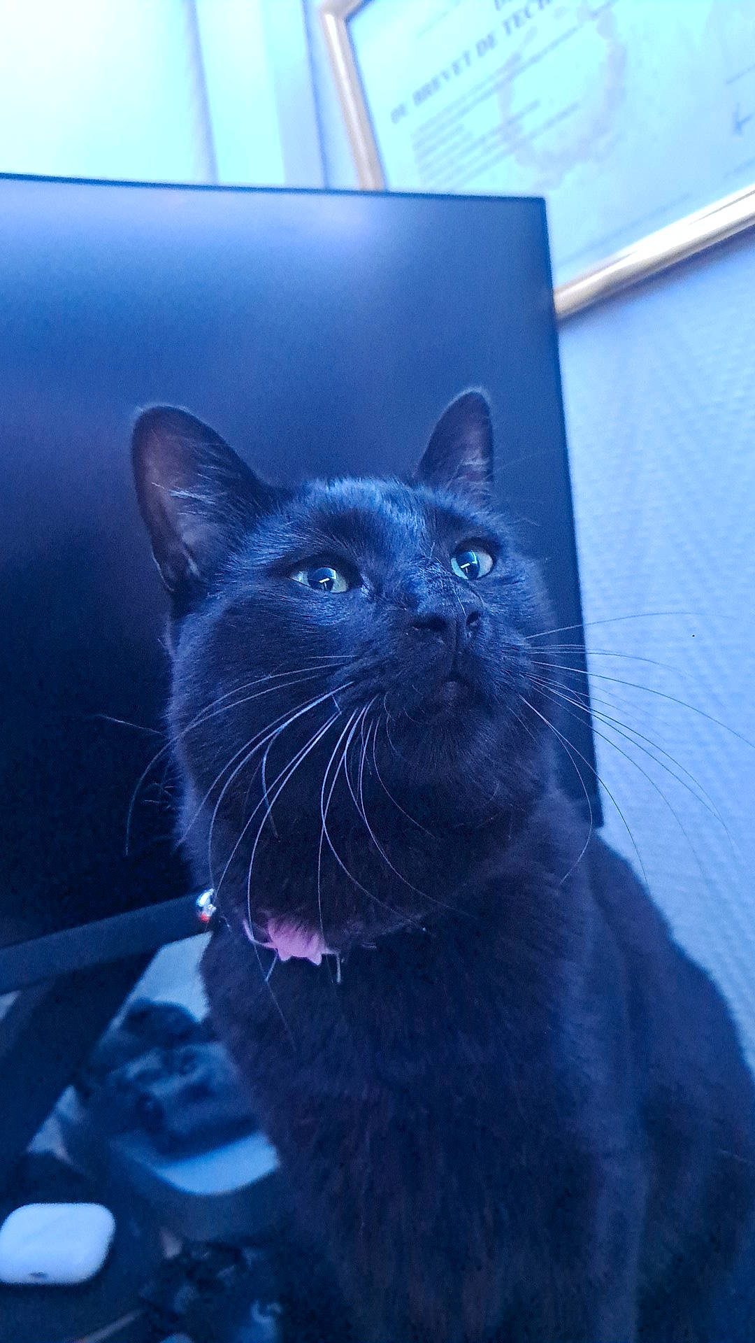 Ariana participe au concours pour gagner de l'argent avec cette photo : black_cat, blue, bombay, carnivore, cat, domestic_short_haired_cat, electric_blue, eye, fang, felidae, fur, grey, sitting, small_to_medium_sized_cats, snout, terrestrial_animal, tints_and_shades, whiskers, window, windshield