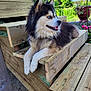 Patchi participe au concours pour gagner de l'argent avec cette photo : dog, husky, blue_eyes, fluffy, wooden_bench, outdoor, greenery, flowers, sunlight, nature, pet, animal, resting, fur, portrait, summer, garden, happy, canine, bench