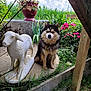 Patchi a rejoint le concours — aidez-le/la à gagner de superbes lots ! dog, statue, sheep, garden, flowers, greenery, grass, potted_plant, wooden_post, outdoor, pet, animal, blue_eyes, fur, nature, plant_pot, cloudy_sky, concrete, sitting, sculpture