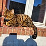 Tigrou a rejoint le concours — aidez-le/la à gagner de superbes lots ! cat, tabby, striped, animal, pet, window, brick, outdoor, sunlight, shadow, blue_sky, relaxed, feline, whiskers, tail, ears, face, resting, daylight, nature