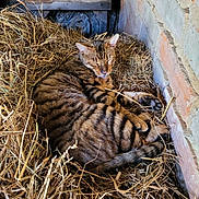 Tigrou a rejoint le concours — aidez-le/la à gagner de superbes lots ! animal, barn, brick_wall, cat, cozy, ears, feline, fur, hay, indoor, nest, paws, pet, relaxed, rustic, sleeping, striped, tabby, tail, wood