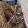 animal, barn, brick_wall, cat, cozy, ears, feline, fur, hay, indoor, nest, paws, pet, relaxed, rustic, sleeping, striped, tabby, tail, wood