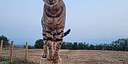 Tigrou participe au concours pour gagner de l'argent avec cette photo : animal, balance, cat, curious, ears, fence_post, field, grass, moon, nature, outdoor, pet, rural, sky, tabby_cat, trees, twilight, whiskers, wire_fence, wood