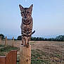 Tigrou participe au concours pour gagner de l'argent avec cette photo : cat, tabby_cat, fence_post, wood, field, rural, outdoor, animal, pet, nature, moon, sky, twilight, grass, wire_fence, trees, balance, curious, whiskers, ears