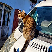 Tigrou a rejoint le concours — aidez-le/la à gagner de superbes lots ! cat, tabby, vehicle, van, white, outdoor, sunlight, shadow, building, window, door, tail, fur, striped, pet, animal, daytime, architecture, nature, relaxing