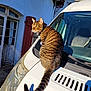 cat, tabby, vehicle, van, white, outdoor, sunlight, shadow, building, window, door, tail, fur, striped, pet, animal, daytime, architecture, nature, relaxing