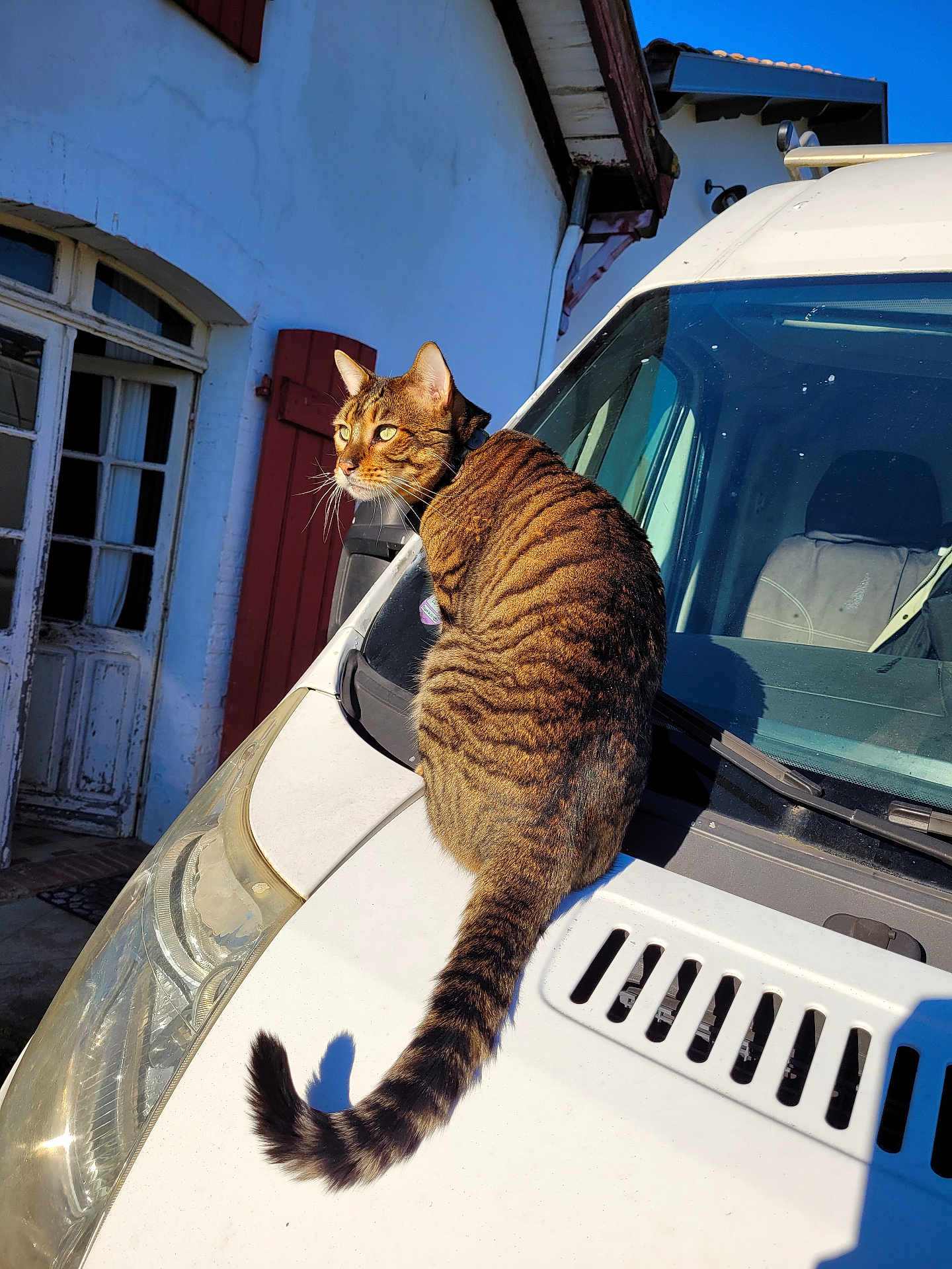 Tigrou a rejoint le concours — aidez-le/la à gagner de superbes lots ! cat, tabby, vehicle, van, white, outdoor, sunlight, shadow, building, window, door, tail, fur, striped, pet, animal, daytime, architecture, nature, relaxing