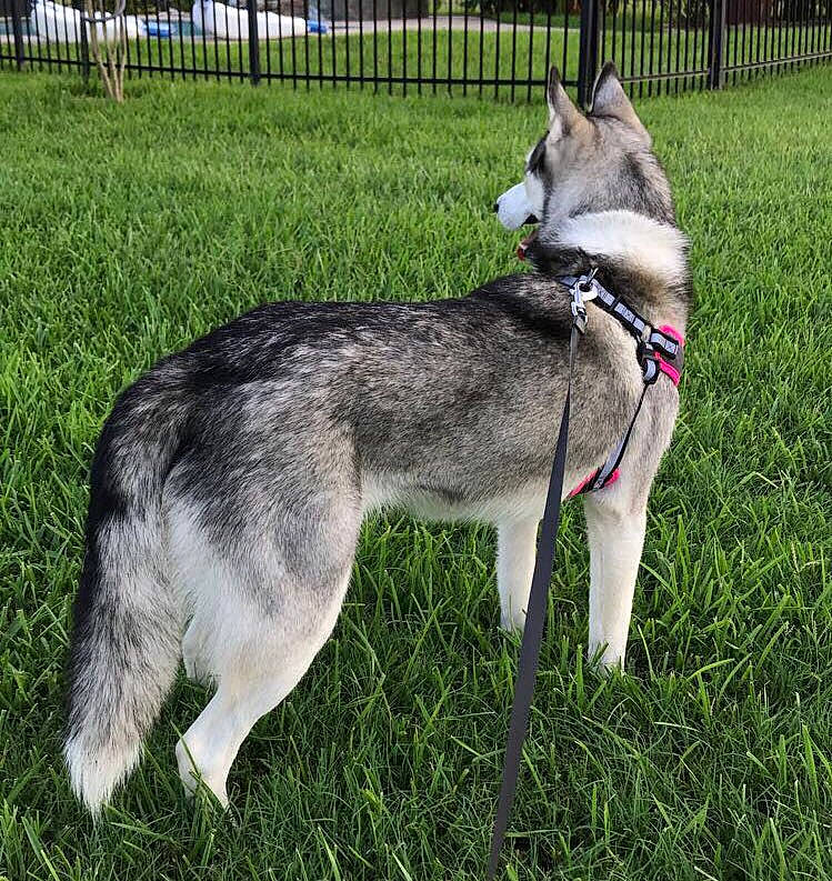 Sophie joined the competition — help win amazing prizes! canidae, canis, carnivore, collar, companion_dog, dog, dog_breed, fence, grass, home_fencing, leash, pet_supply, siberian_husky, sled_dog, snout, sporting_group, tail, terrestrial_animal, wolf, working_animal