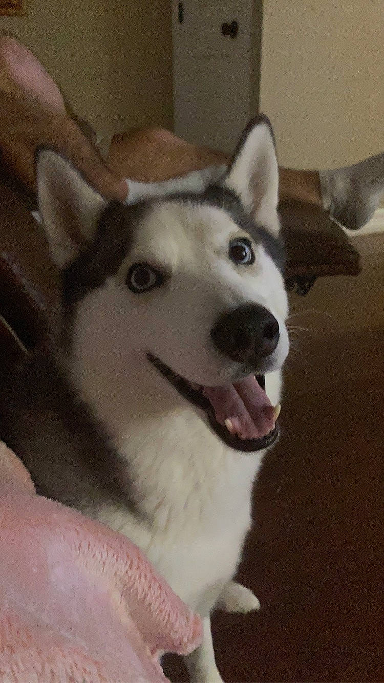 Sophie is registered to the contest to win money with this photo: ancient_dog_breeds, canadian_eskimo_dog, canidae, canis, carnivore, companion_dog, dog, dog_breed, fur, non_sporting_group, siberian_husky, sled_dog, sporting_group, terrestrial_animal, whiskers, wolf, working_animal, working_dog