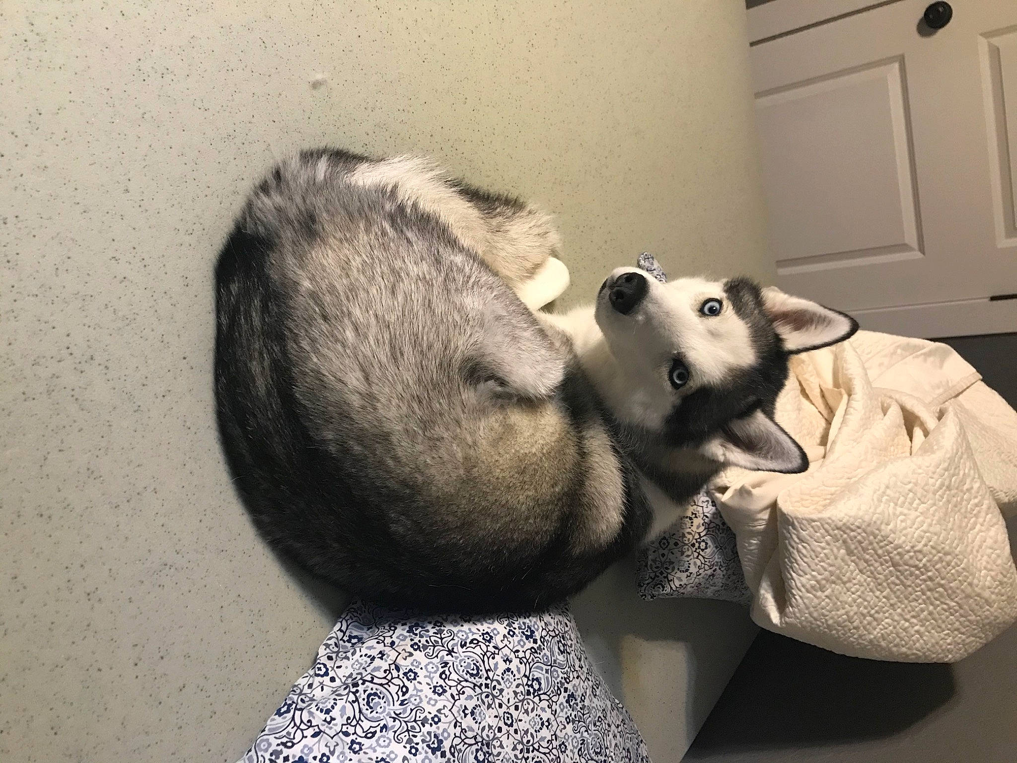 Sophie joined the competition — help win amazing prizes! bear, canidae, comfort, companion_dog, door, fur, grey, happy, light_switch, monochrome, monochrome_photography, plush, room, snout, stuffed_toy, teddy_bear, terrestrial_animal, toy, wall_plate, whiskers