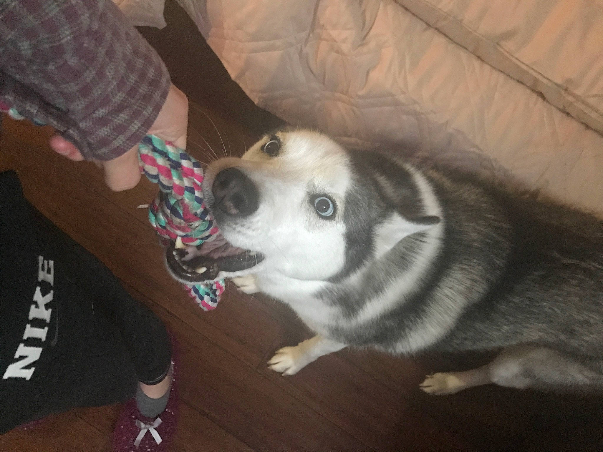 Sophie joined the competition — help win amazing prizes! canidae, carnivore, comfort, companion_dog, couch, dog, dog_breed, flooring, foot, fur, non_sporting_group, siberian_husky, sled_dog, sporting_group, walking_shoe, whiskers, working_dog