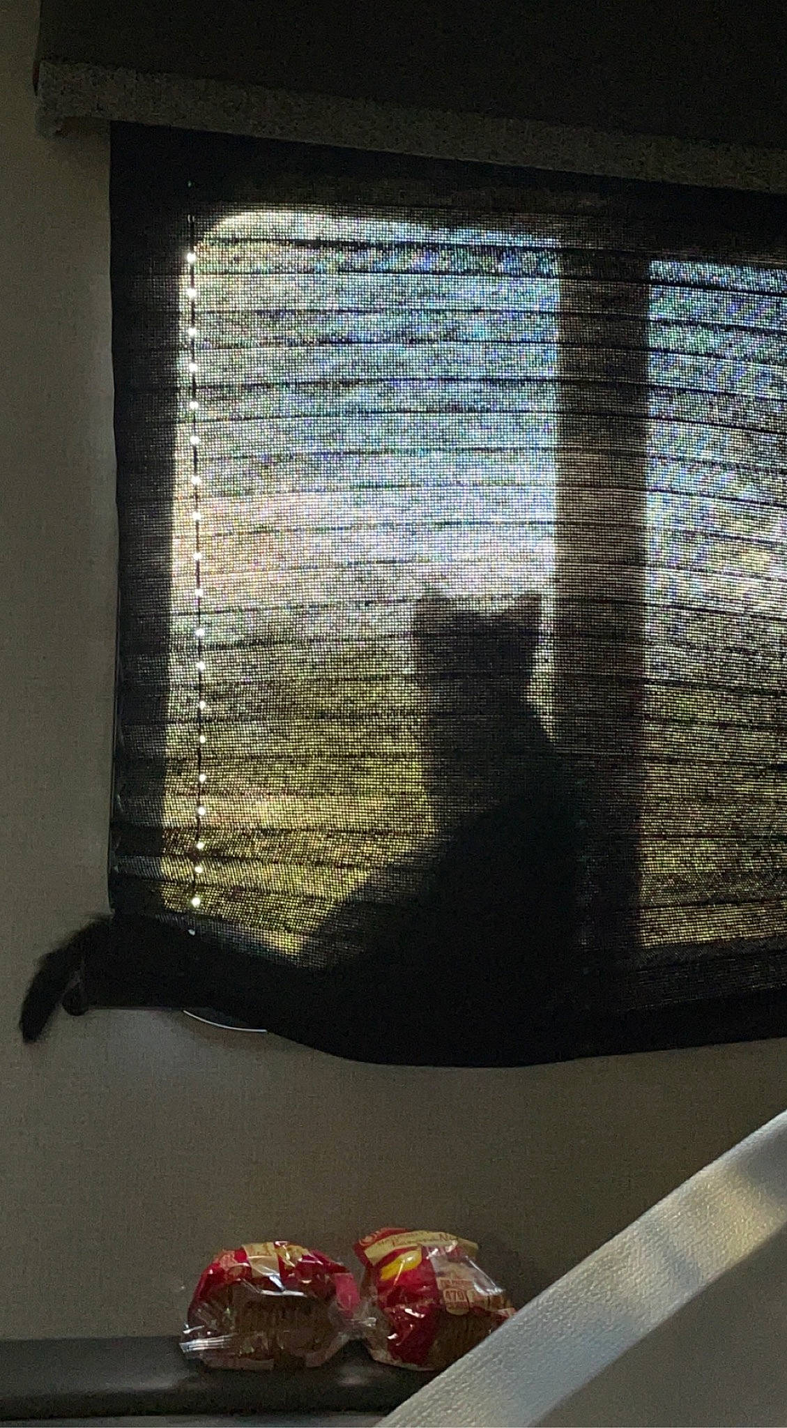 Bunny is registered to the contest to win money with this photo: cat, curtain, darkness, felidae, flooring, glass, linens, room, sash_window, shade, small_to_medium_sized_cats, tail, textile, tints_and_shades, whiskers, window, window_blind, window_covering, window_treatment, wood