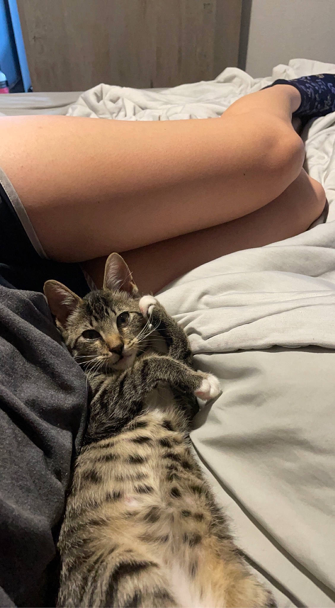 Bunny is registered to the contest to win money with this photo: bedding, carnivore, cat, claw, comfort, couch, domestic_short_haired_cat, felidae, fur, human_leg, knee, linens, mammal, sitting, small_to_medium_sized_cats, snout, terrestrial_animal, thigh, vertebrate, whiskers