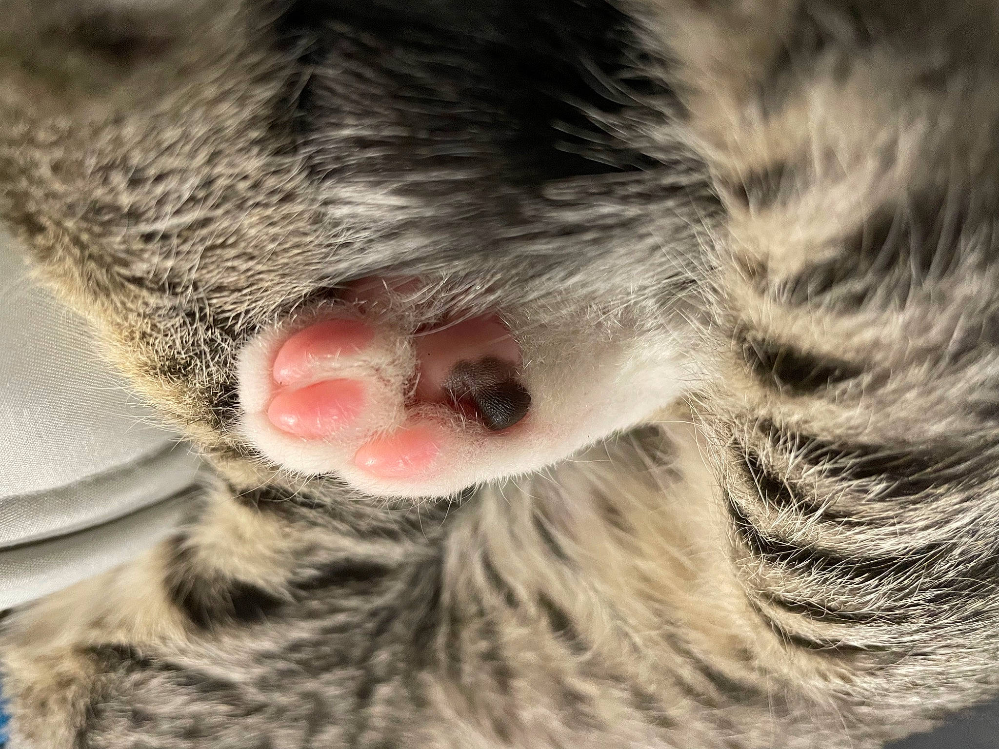 Bunny is registered to the contest to win money with this photo: carnivore, cat, claw, close_up, comfort, domestic_short_haired_cat, ear, eyelash, felidae, fur, grey, nap, paw, small_to_medium_sized_cats, snout, terrestrial_animal, whiskers, wildlife
