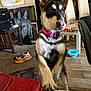 animal, carpet, chair, couch, curious, dog, floor, front_paws, furniture, household, indoor, living_room, looking, painting, pet, pink_collar, puppy, shoe, wooden_table, zebra
