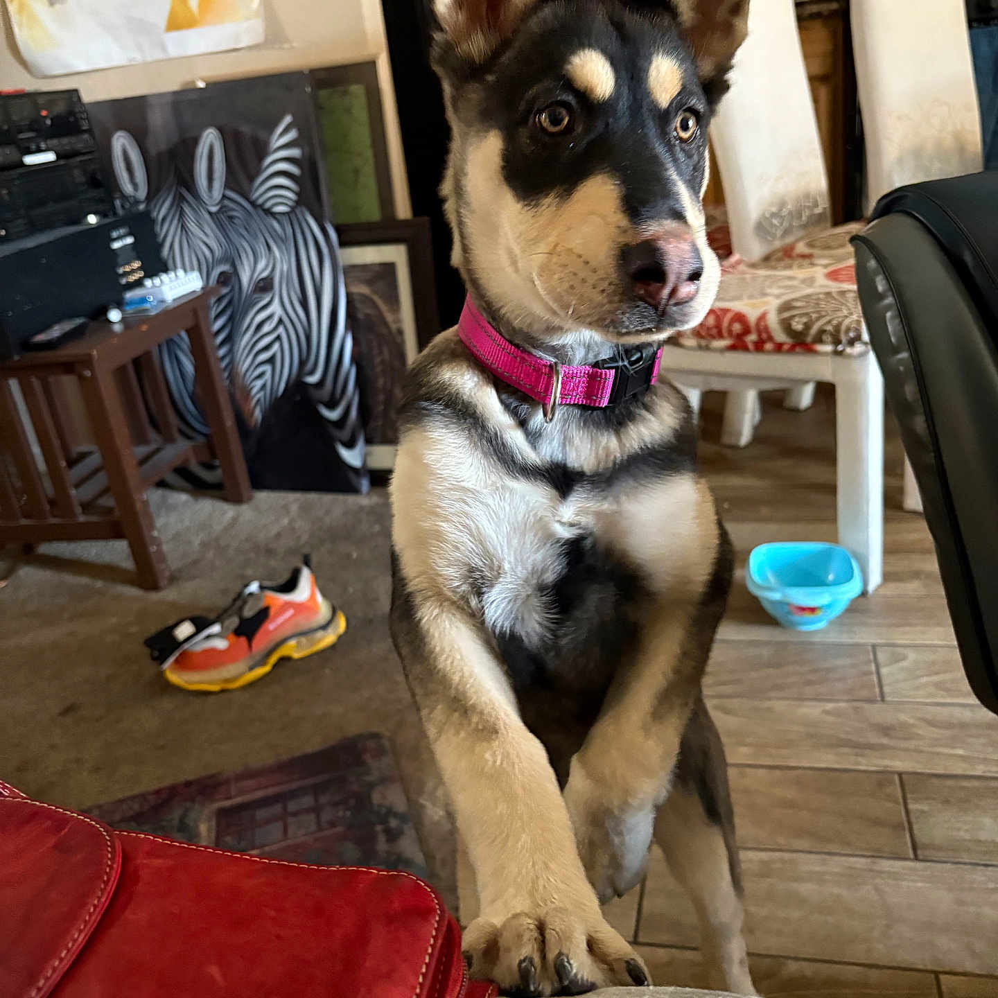 Ms. Tilly joined the competition — help win amazing prizes! animal, carpet, chair, couch, curious, dog, floor, front_paws, furniture, household, indoor, living_room, looking, painting, pet, pink_collar, puppy, shoe, wooden_table, zebra