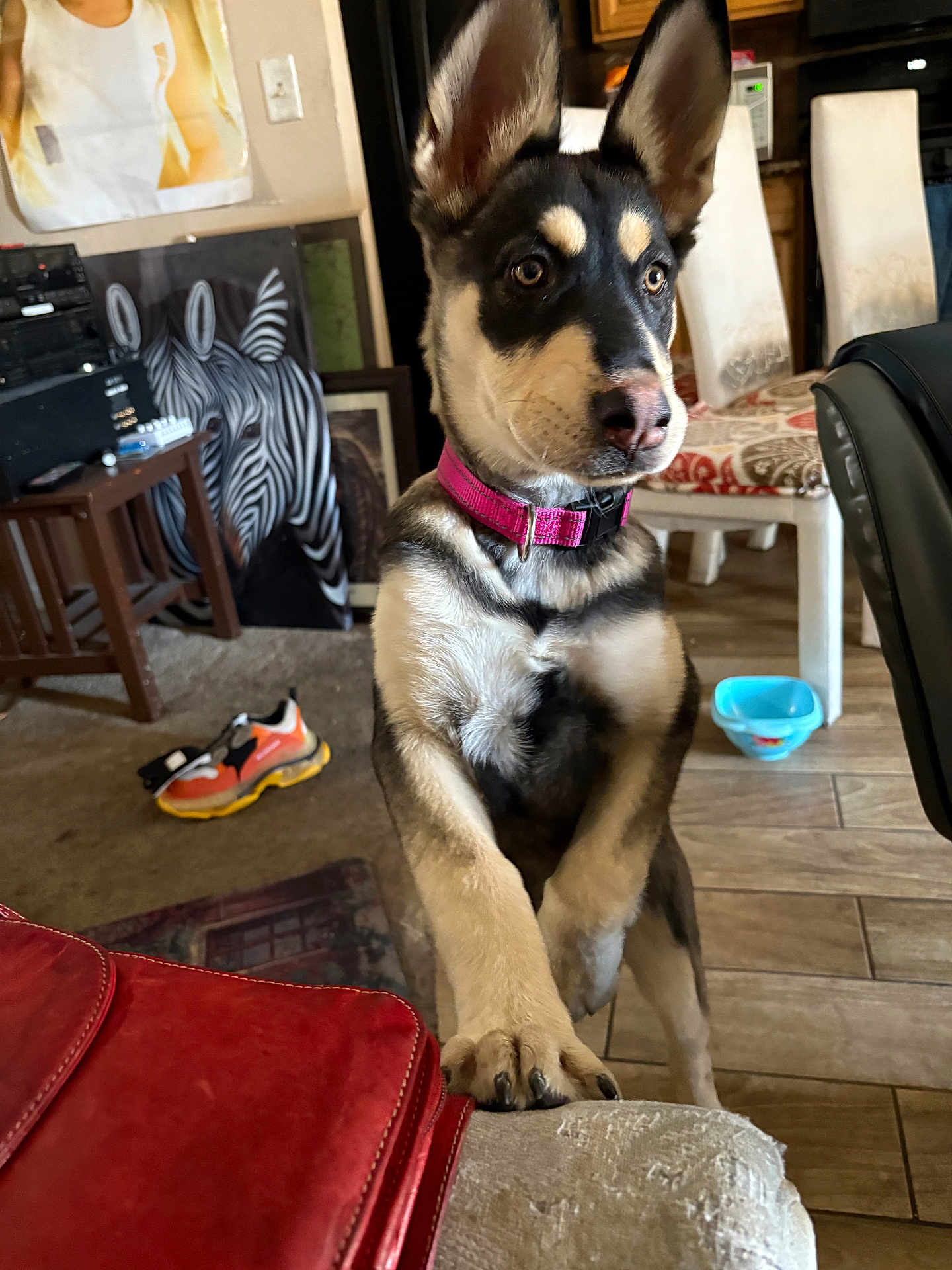 Ms. Tilly joined the competition — help win amazing prizes! animal, carpet, chair, couch, curious, dog, floor, front_paws, furniture, household, indoor, living_room, looking, painting, pet, pink_collar, puppy, shoe, wooden_table, zebra