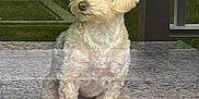 Grace is registered to the contest to win money with this photo: animal, calm, companion, curious, cute, daylight, dog, doorframe, fur, glass_door, grass, home, indoor, outdoor, pet, portrait, reflection, sitting, small_dog, window